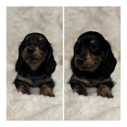 Almond (AKC) - Brindle male Dachshund puppy in Chehalis, Washington from McJazzin Doxies