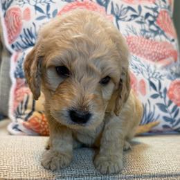 Skye - Cream male Goldendoodle puppy in Pensacola, Florida from Goldendoodles Love You in Pensacola Friend Edition