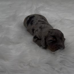 Black and Tan Dapple Longhair Boy (darker) - Dapple male Dachshund puppy in Killeen, Texas from Southern Dachshunds