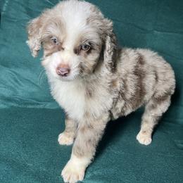 Boy 2 - Red merle male Aussiedoodle puppy in Alabama from SBA Aussies