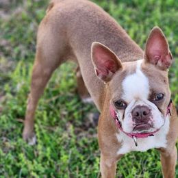 Nani - Boston Terrier