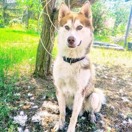 Siberian Huskies from Vitaliy's Siberian Huskies