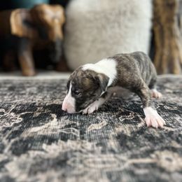 Anthem - Black brindle female Whippet puppy in Fort Myers, Florida from Rainbow Whippets