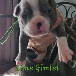 Lime Gimlet - Blue female Boston Terrier puppy in Kewanee, Illinois from Grandma's Boston Terriers