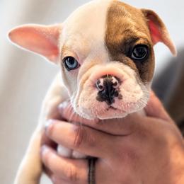 Harper - White female French Bulldog puppy in Kinzers, Pennsylvania from Ashley's French Bulldogs