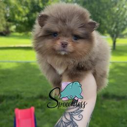 Mirabel - 5500.00 dollars - Chocolate merle female Pomeranian puppy in Perry County, Ohio from Speechless Pom’s