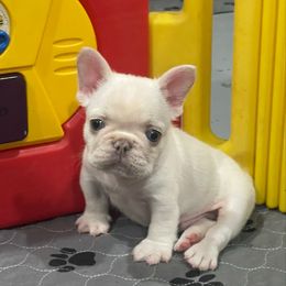 Breeze - Cream male French Bulldog puppy in Houston, Texas from YZC Frenchies at 4C Ranch