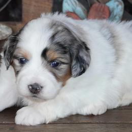 Girl 3 - Blue merle female Aussiedoodle puppy in Lawton, Oklahoma from Lindsey’s Aussies