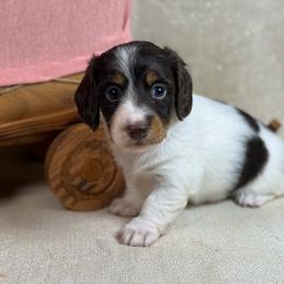 Choc Pie Girl 2150 - Piebald female Dachshund puppy in Nashville, Arkansas from Whisenhunt Farms