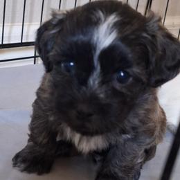 Blaze - Brindle and white male Mal-Shi puppy in Apollo Beach, Florida from Gemstone Exclusive Pups of Florida