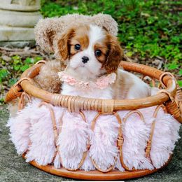 Cavalier King Charles Spaniel Puppies from Capall Cavaliers