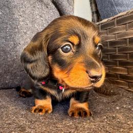 Dixie- pink girl - Blue and tan female Dachshund puppy in North Auburn, California from Northern Doxie