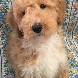 Assorted Doodle Crosses, Goldendoodles, and Poodles from Deb's Doodles