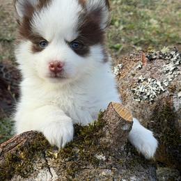 Sebastian - Chocolate male Pomsky puppy in Mc Minnville, Oregon from West Coast Pomskies