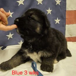 Boy 1 - German Shepherd puppy from Patriot Shepherds
