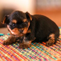 Yorkshire Terrier Puppies from Essence of Grace Yorkies