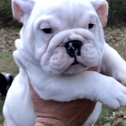 Bulldog Puppies from Jodi's Bulldogs