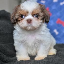 Flint - Brindle and white male Shih Tzu puppy in Montrose, Colorado from Nana's Happy Pups