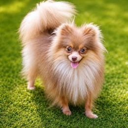 Winter - Pomeranian