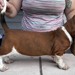 Basset Hound and Bloodhound Puppies from Sandhill Hounds of Nebraska