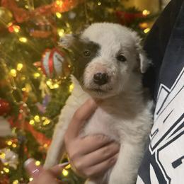 White and black girl - Black and white female Border Collie puppy in Jackson, New Jersey from NJ Bees BC