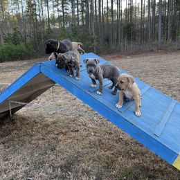 American Bully and American Pit Bull Terrier Puppies from Terminal Velocity Kennels LLC