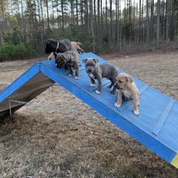American Bully and American Pit Bull Terrier Puppies from Terminal Velocity Kennels LLC