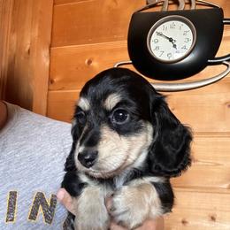 Boy 4 - Black and cream male Dachshund puppy in Cheyenne, Wyoming from Great Basin Hounds