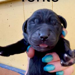 Tonto - Black male Labrador Retriever puppy in Mineral, Virginia from Canine Assist