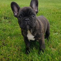 French Bulldogs and German Shepherds from Windy Hill