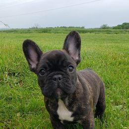 French Bulldogs and German Shepherds from Windy Hill