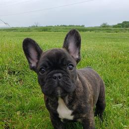 French Bulldogs and German Shepherds from Windy Hill