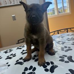 Male 4 - Mahogany male Belgian Malinois puppy in Denver, Colorado from Morales Kennels