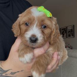 Cinnamon - Red female Bernedoodle puppy in Peoria, Arizona from Wroth's Paws