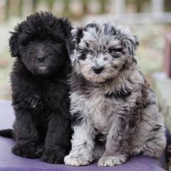 Bergamasco Sheepdog Puppies from Silver Pastori Bergamascos