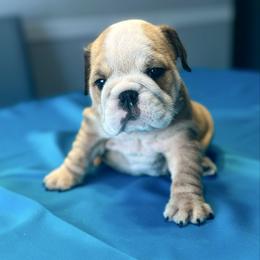 Fiona - Fawn and white female Bulldog puppy in Lutz, Florida from Romanov’s  Bulldogs