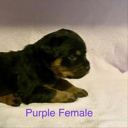 Rottweiler Puppies from Lindsay Boorman