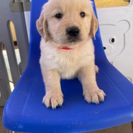 Red collar male of Peggy - Golden male Golden Retriever puppy in Yucaipa, California from Blessed Goldens