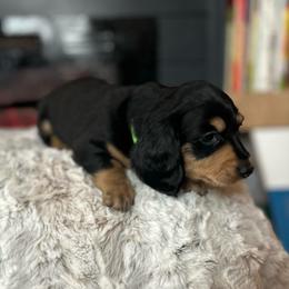 Green - Black and tan male Dachshund puppy in Casper, Wyoming from Daisy's Doxies & Doodles