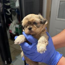 Jasmin - Gold female Shih Tzu puppy in South Ogden, Utah from With Love
