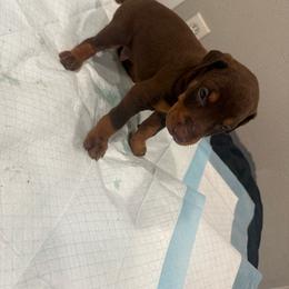 Boy 3 - Red and rust male Doberman Pinscher puppy in Elgin, Texas from New Horizons Kennels
