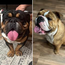 Bulldog puppies from Bre's Bulldogs