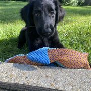 Pretzel - Black female Flat-Coated Retriever puppy in Park Rapids, Minnesota from Catori