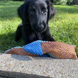 Pretzel - Black female Flat-Coated Retriever puppy in Park Rapids, Minnesota from Catori