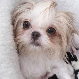 Roxy - Shih Tzu