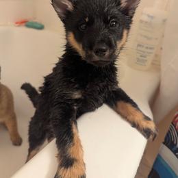 Boy 1 - Black and tan male Hokkaido puppy in Atlanta, Georgia from Tohoku Nozomi Kennel 東北望み荘