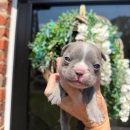 Edgar - Blue male French Bulldog puppy in Gastonia, North Carolina from BZB Frenchies, Griffs & Long hair Chihuahuas
