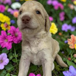 Lennon - Cream male Goldendoodle puppy in Prosperity, Pennsylvania from Stelladoodles & Company