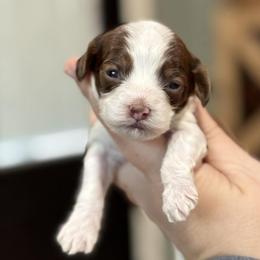 Elroy - TOY SIZED - Sable and white male Cockapoo puppy in Pledger, Texas from Sugarbear Cockapoos