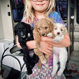 Poodle Puppies from Reuter Clan Poodles